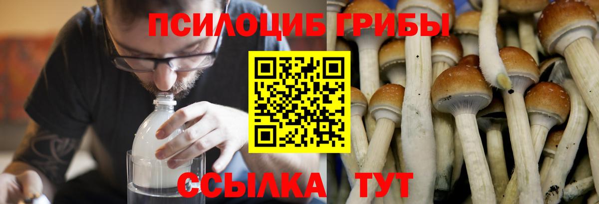 Псилоцибиновые грибы Cubensis  Псилоцибиновые грибы мицелий  Тара  Вход с VPN 